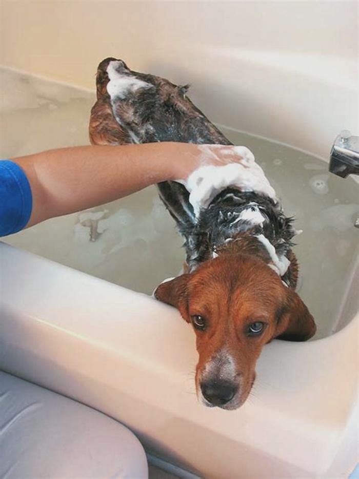 Are baths soothing for dogs?