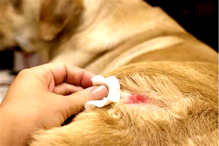 Are dog skin infections contagious