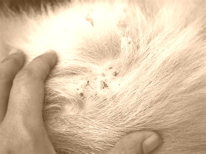 Are dog skin infections painful?