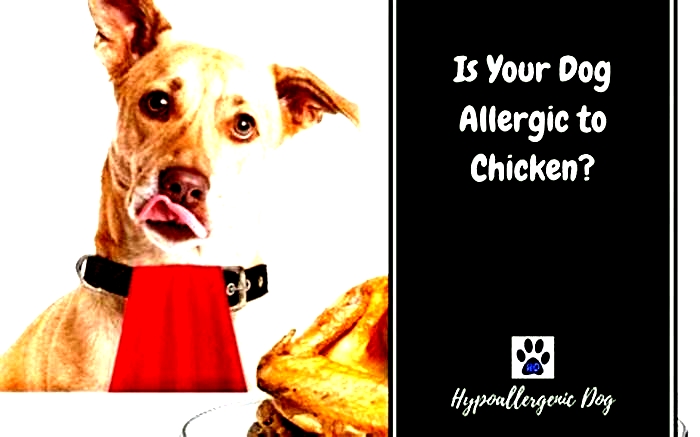 Are dogs allergic to chicken and rice