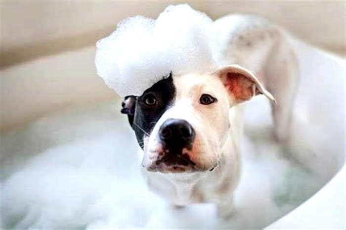 Are dogs happier after a bath?