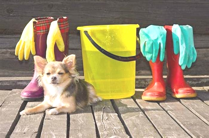 Are dogs happier when they are clean