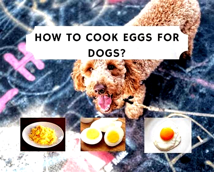 Are eggs good for dog dandruff?