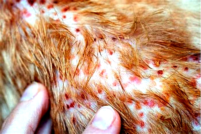 Are rashes painful for dogs?