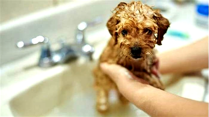 Can I bath my dog after 2 days?