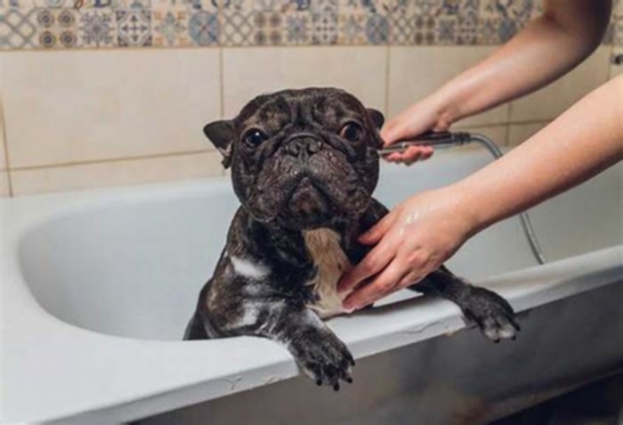 Can I bathe my Frenchie once a week?