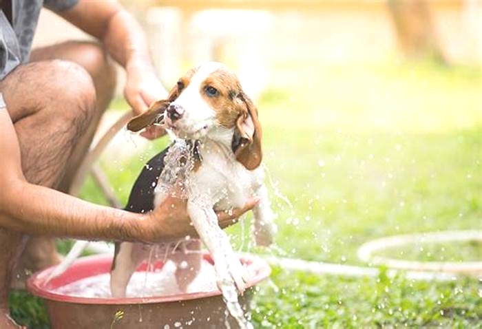 Can I bathe my dog every day in summer?