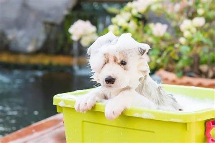 Can I bathe my dog with a bacterial infection?