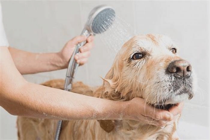 Can I bathe my golden retriever once a week?