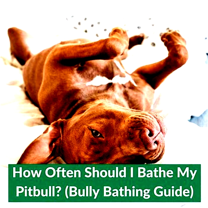 Can I bathe my pitbull once a week