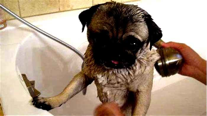 Can I bathe my pug once a week?