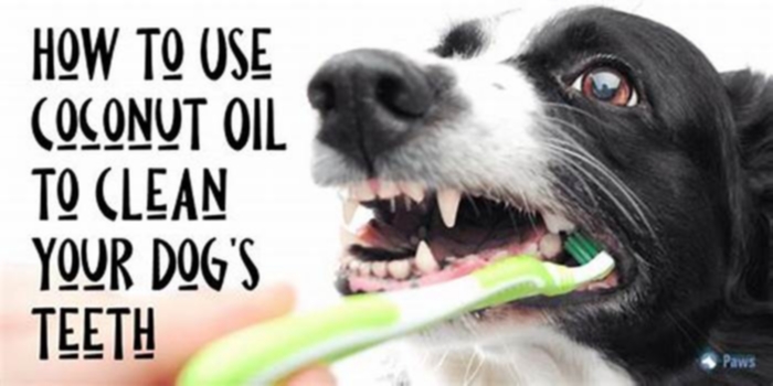 Can I brush my dog's teeth with coconut oil?