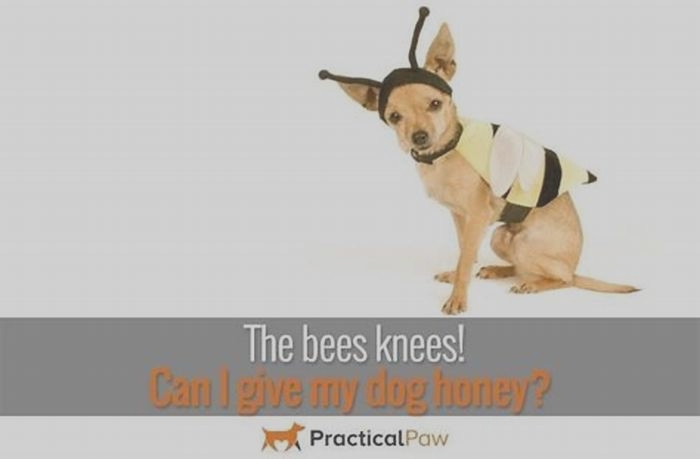 Can I give honey to my dog?