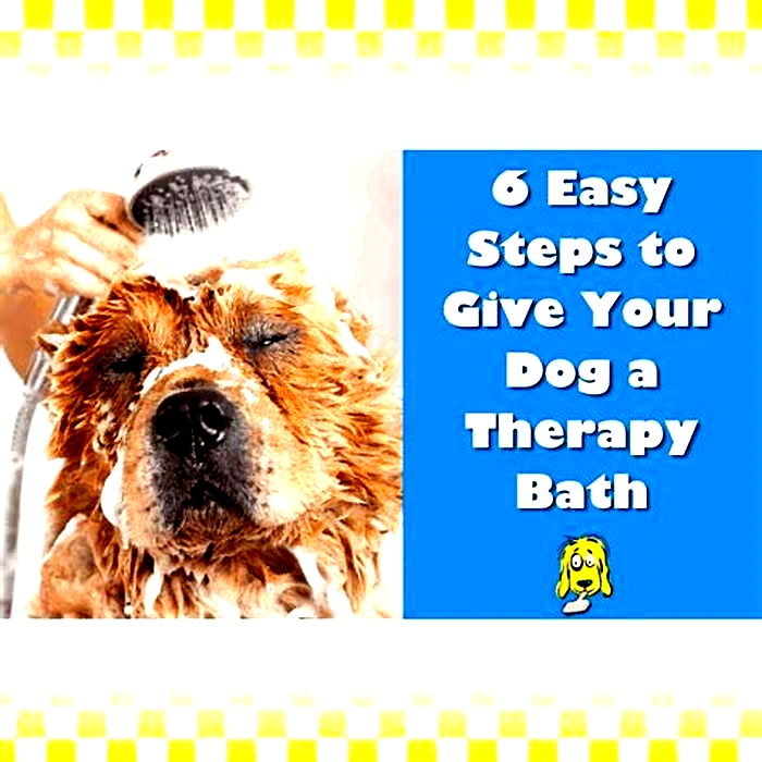 Can I give my dog a bath after eating?