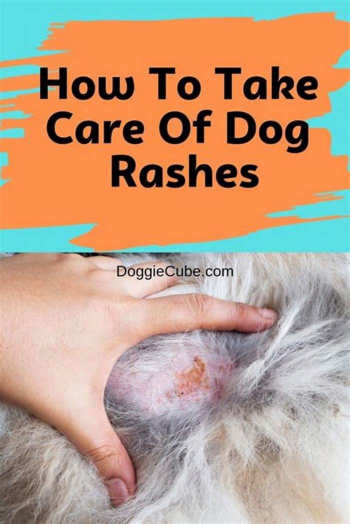 Can I give my dog anything for a rash