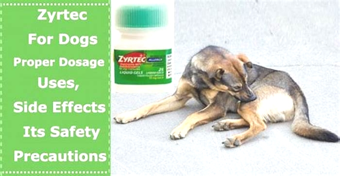 Can I give my dog cetirizine