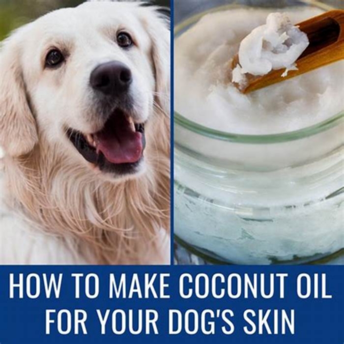 Can I give my dog coconut oil