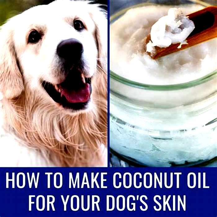 Can I just rub coconut oil on my dog