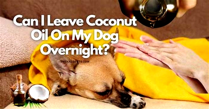 Can I leave coconut oil on my dog overnight?