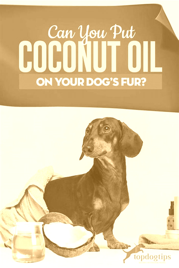 Can I leave coconut oil on my dog's fur?