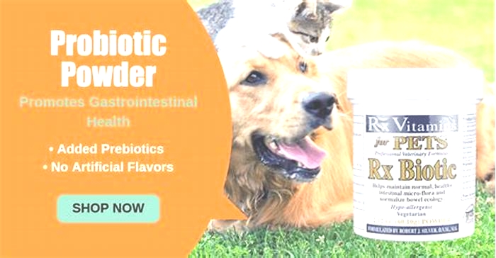 Can I make my own probiotics for my dog?