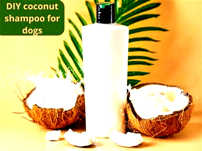 Can I mix coconut oil with my dogs shampoo?