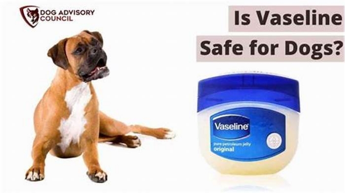 Can I put Vaseline on my dogs dermatitis?