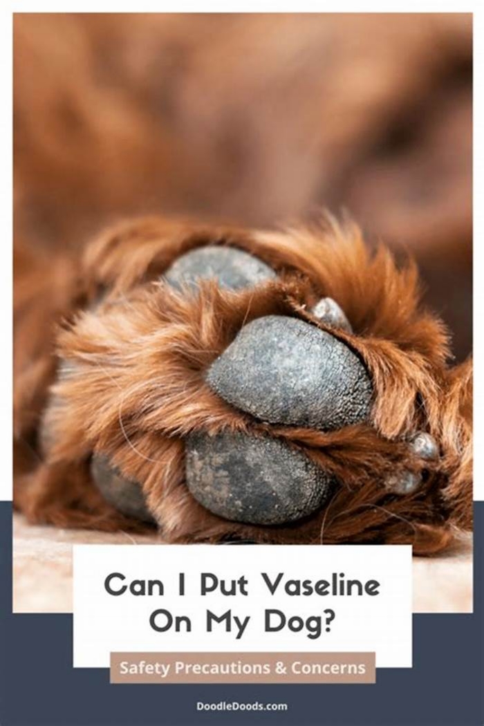 Can I put Vaseline on my dogs rash?