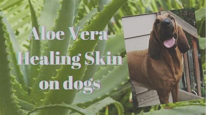 Can I put aloe on my dog's irritated skin?