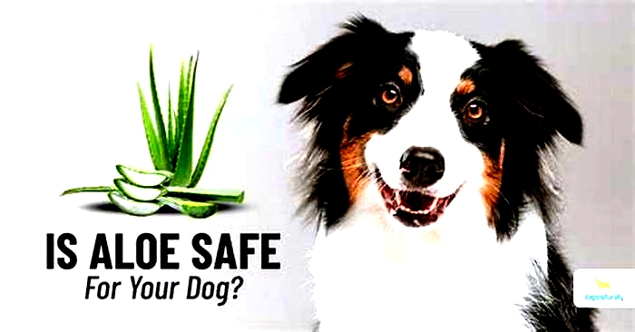 Can I put aloe on my dog?