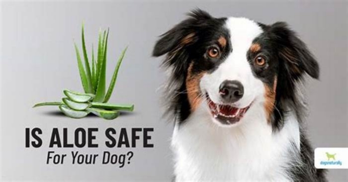 Can I put aloe vera on my dog?