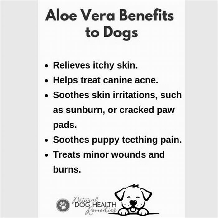 Can I put aloe vera on my dogs fur