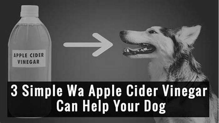 Can I put apple cider vinegar on my dog rash?