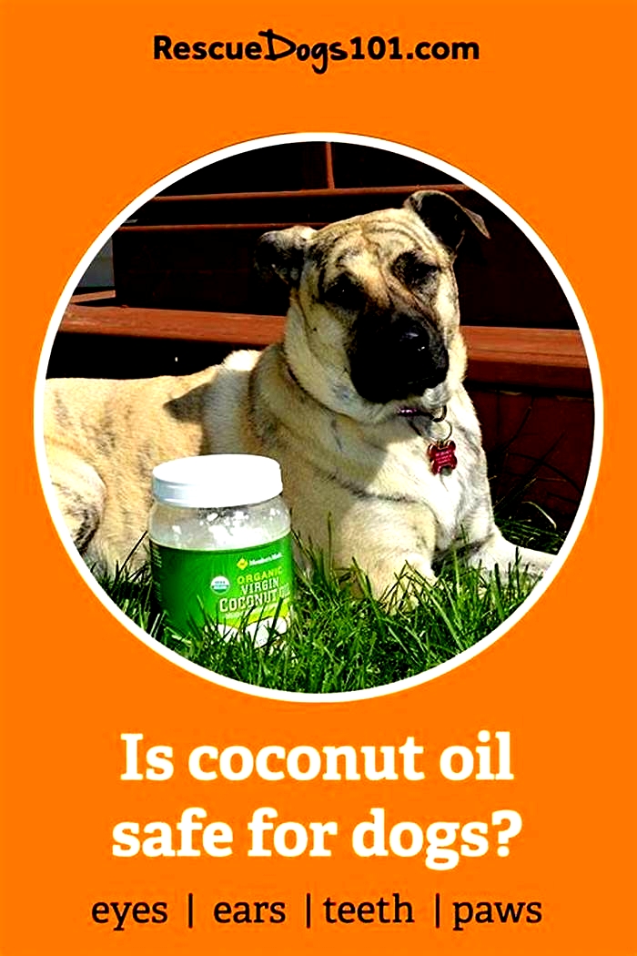 Can I put coconut oil on my dogs dermatitis?