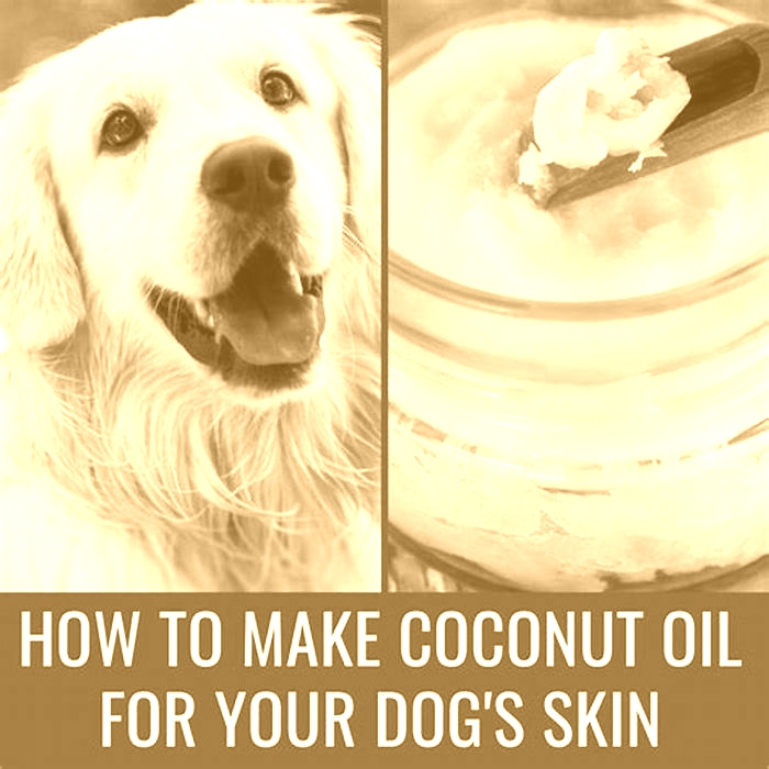 Can I rub coconut oil all over my dog