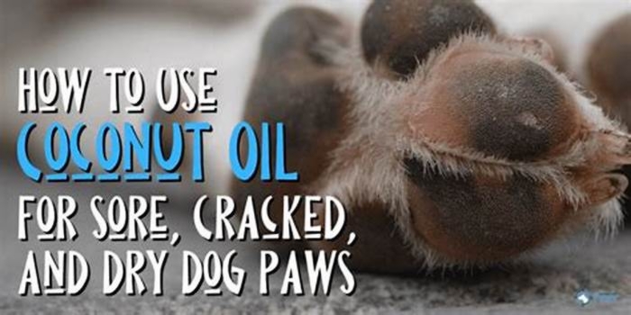 Can I rub coconut oil on my dog's paws?