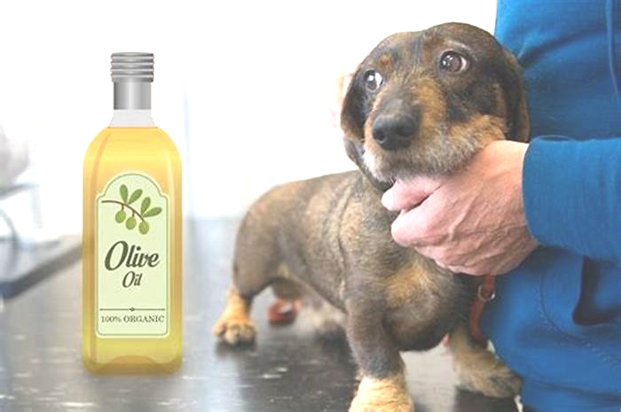 Can I rub olive oil on my dog?