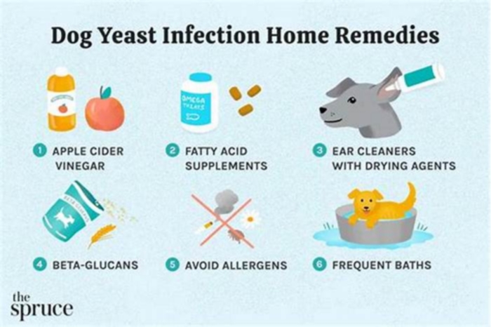 Can I treat my dog s yeast infection at home