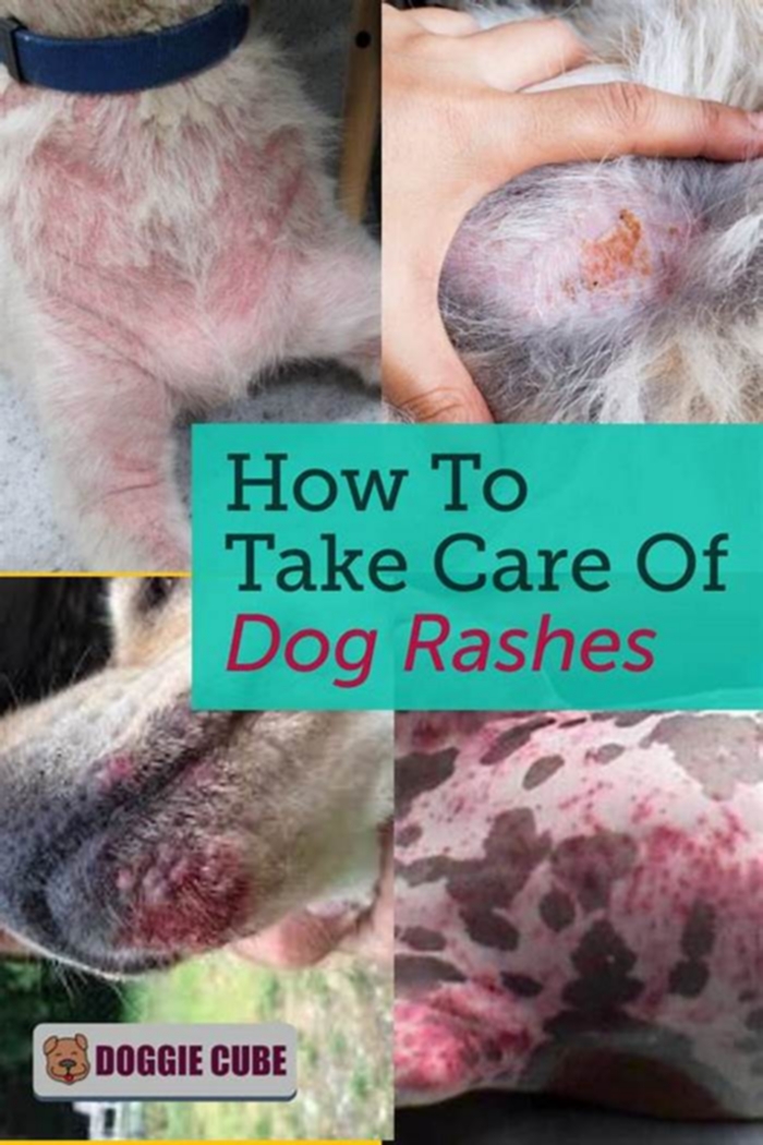 Can I treat my dogs rash at home