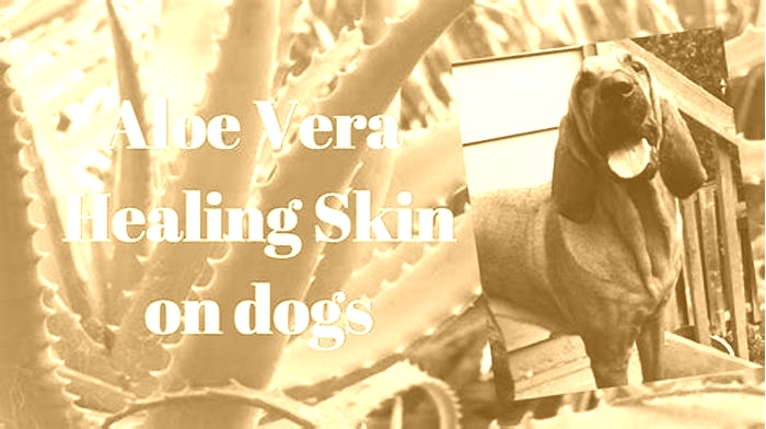 Can I use aloe vera on my dog's itchy skin?