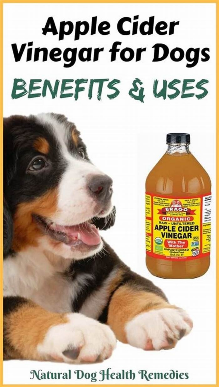 Can I use apple cider vinegar on my dog for fungal?