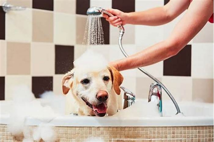 Can I wash my dog every few days?