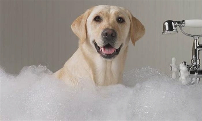 Can I wash my dog with just water?