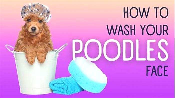 Can I wash my poodle once a week