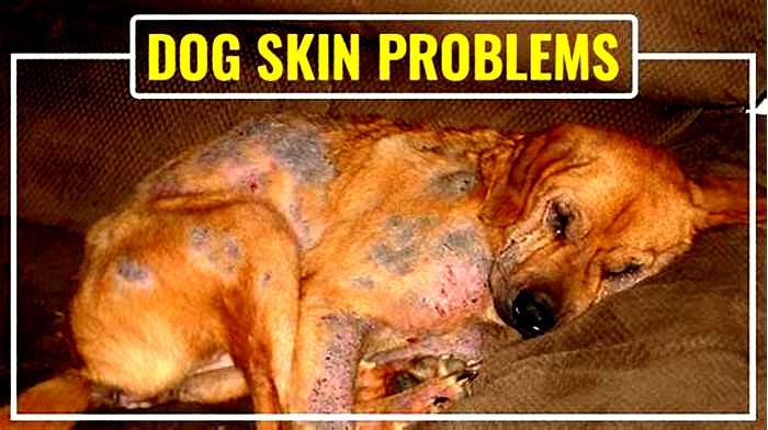 Can Rice cause skin problems in dogs?