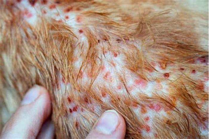 Can a dog rash be contagious?