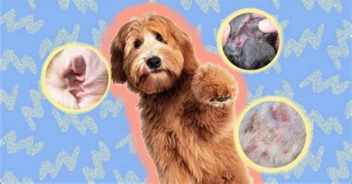 Can a dog yeast infection spread to humans