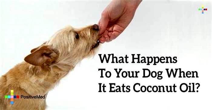 Can coconut oil make dogs vomit