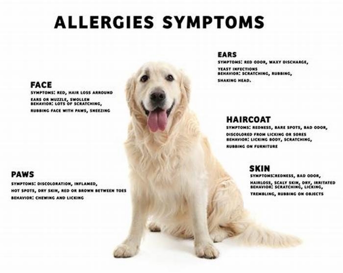 Can dog allergies go away?