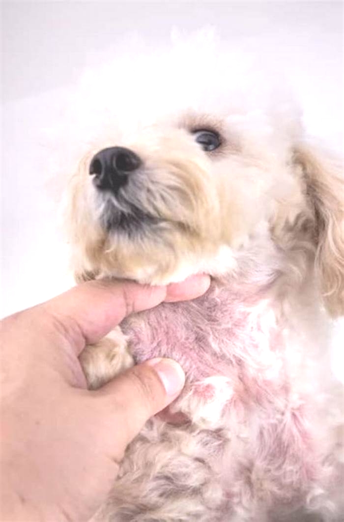 Can dog skin infection go away on its own?